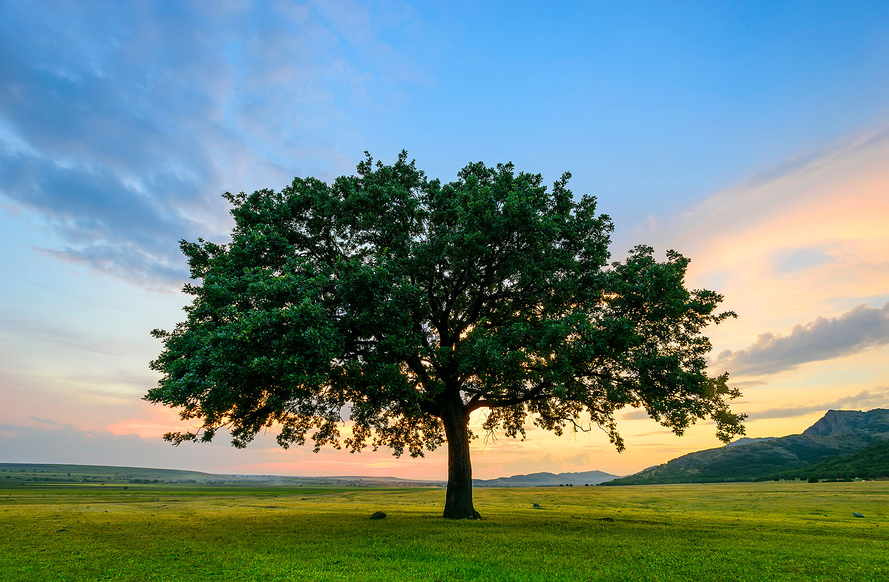 Einzelner Baum auf einer Wiese bei Sonnenuntergang